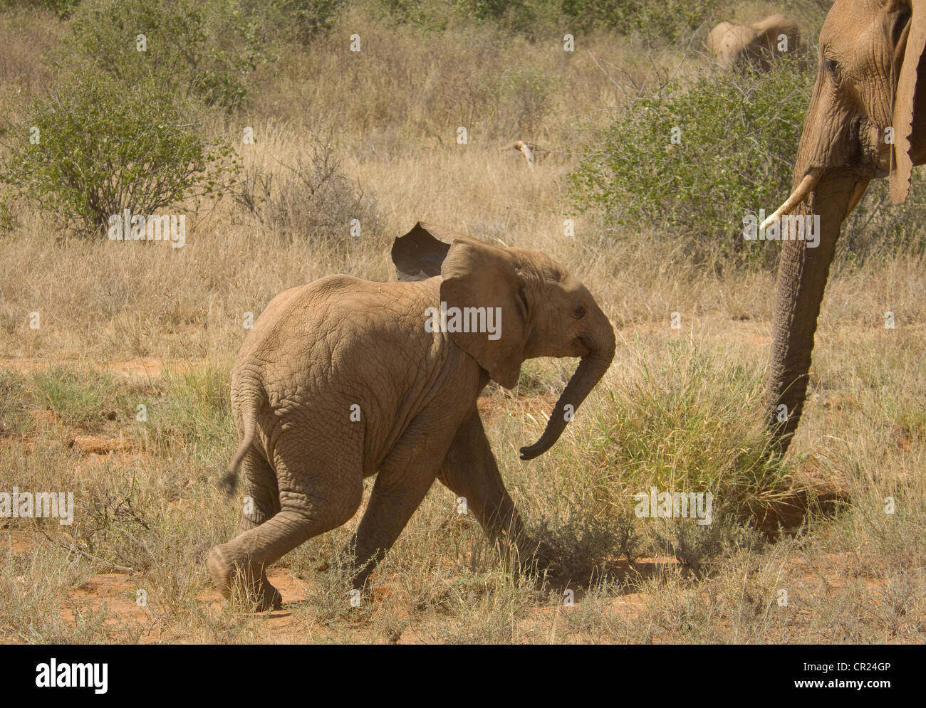 Elephant calf walking to mother Stock Photo