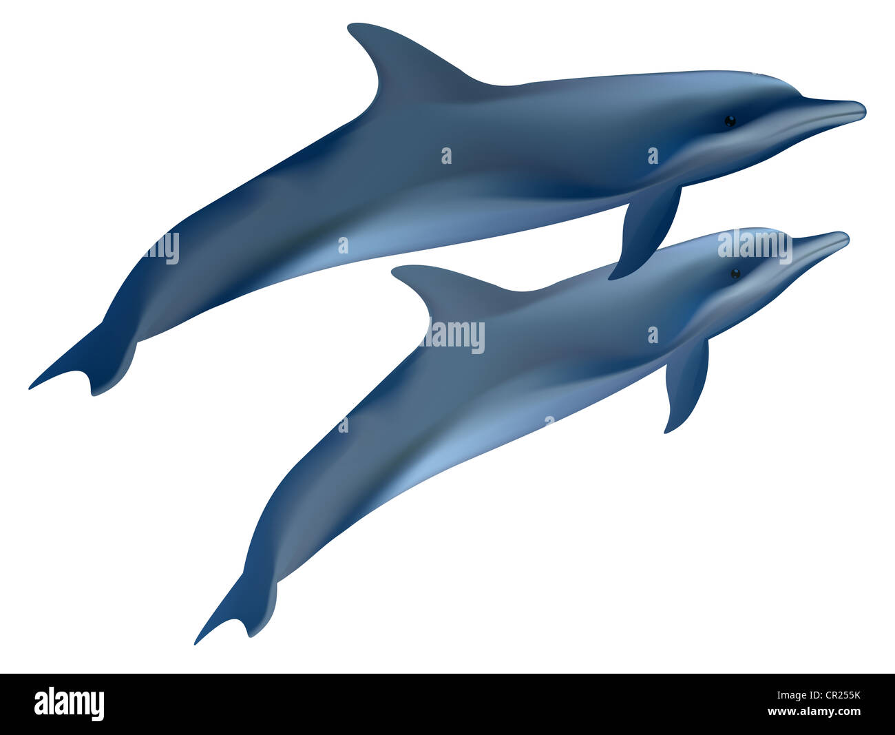 Two dolphins. Vector illustration on white background Stock Photo - Alamy