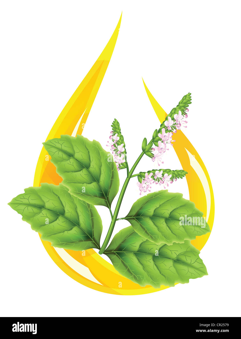 Essential oil of patchouli (Pogostemon cablini). Stylized drop. Stock Photo