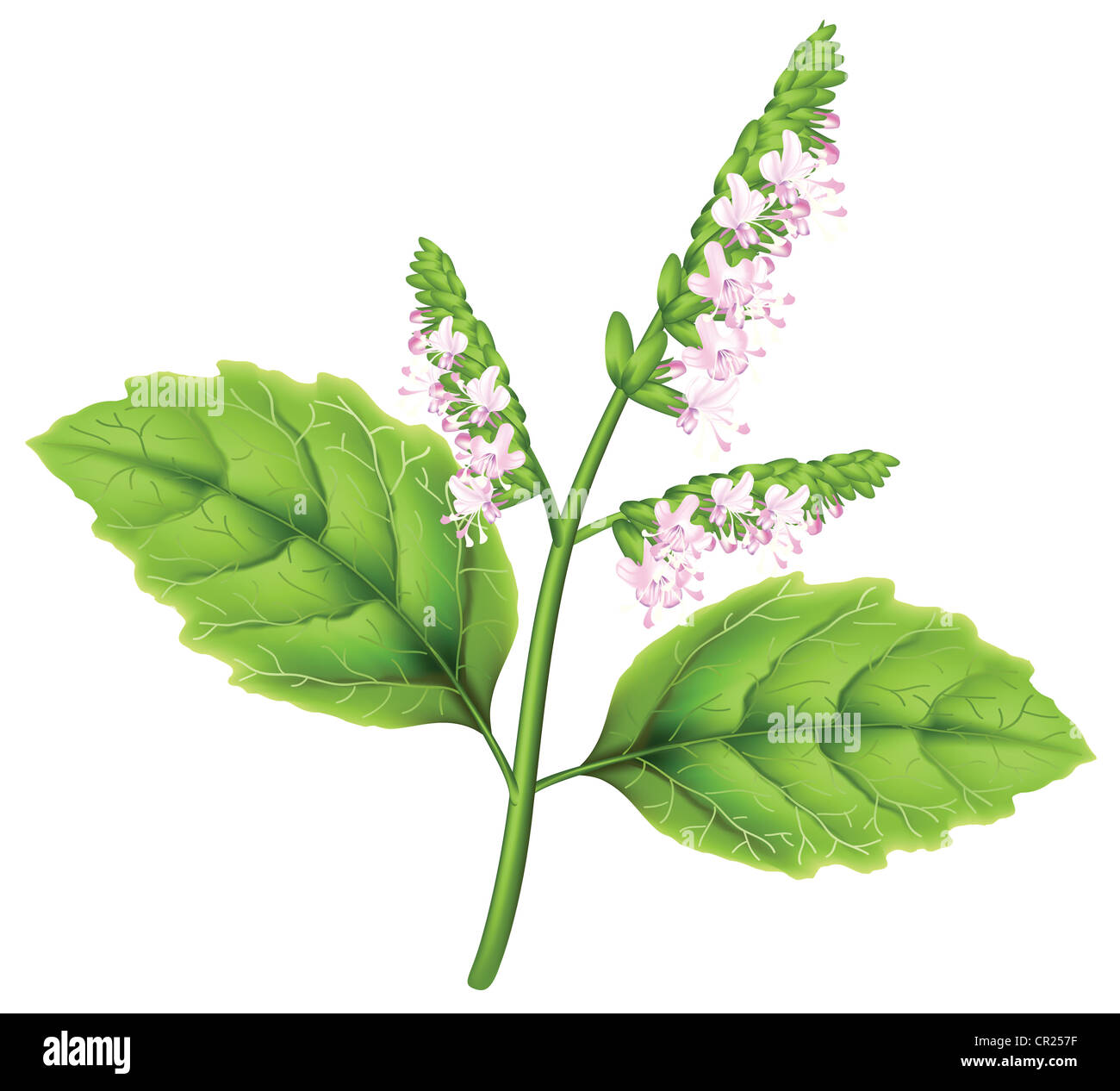 Plant patchouli (Pogostemon cablini). Vector illustration on white background. Stock Photo