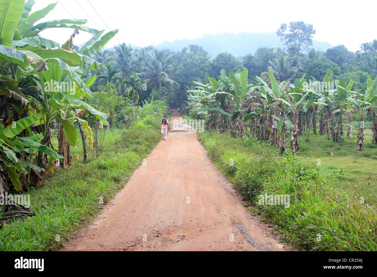 Village road through agriculture land in kerala, India Stock Photo Alamy