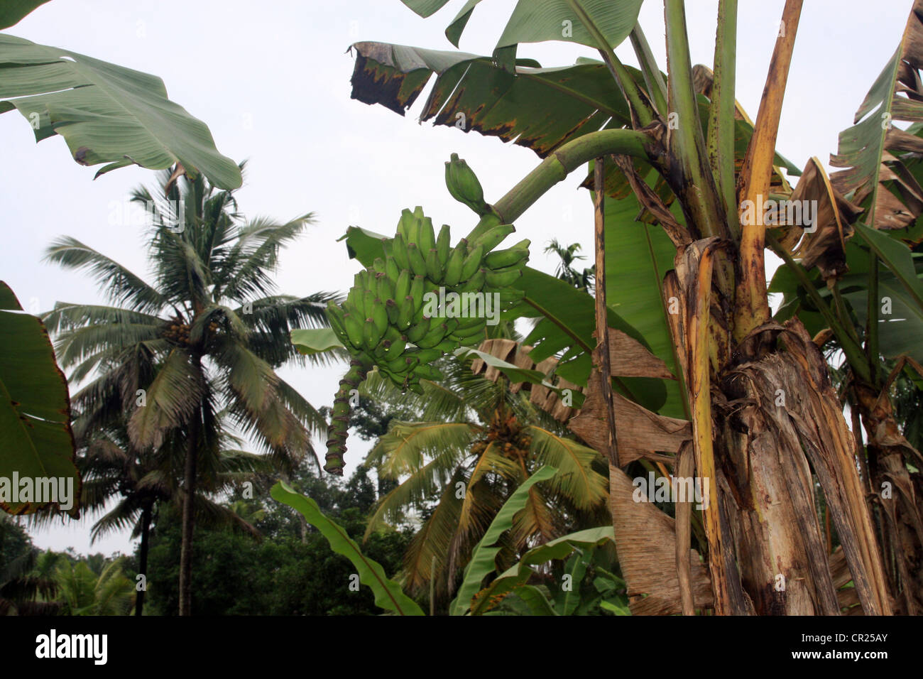Kerala banana hires stock photography and images Alamy