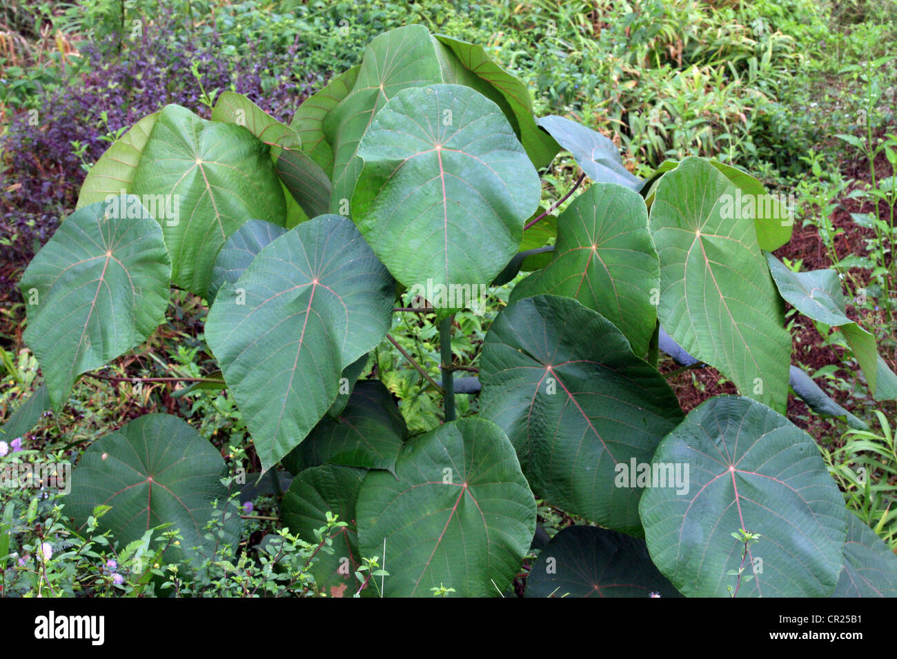 vatta maram(Macaranga hypoleuca) seen in kerala Stock Photo