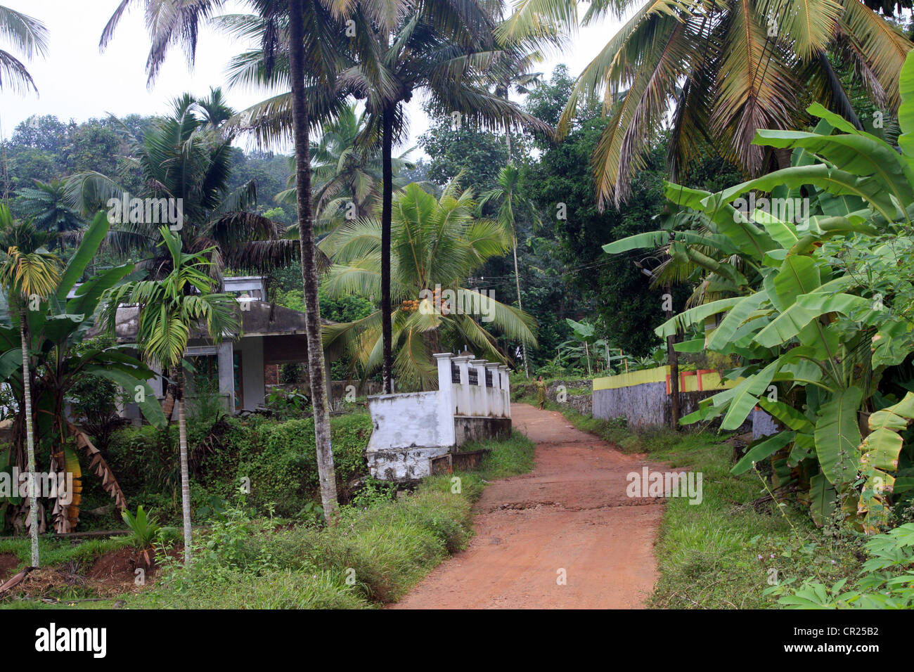 Village road through agricultural field, konni, kerala india Stock Photo