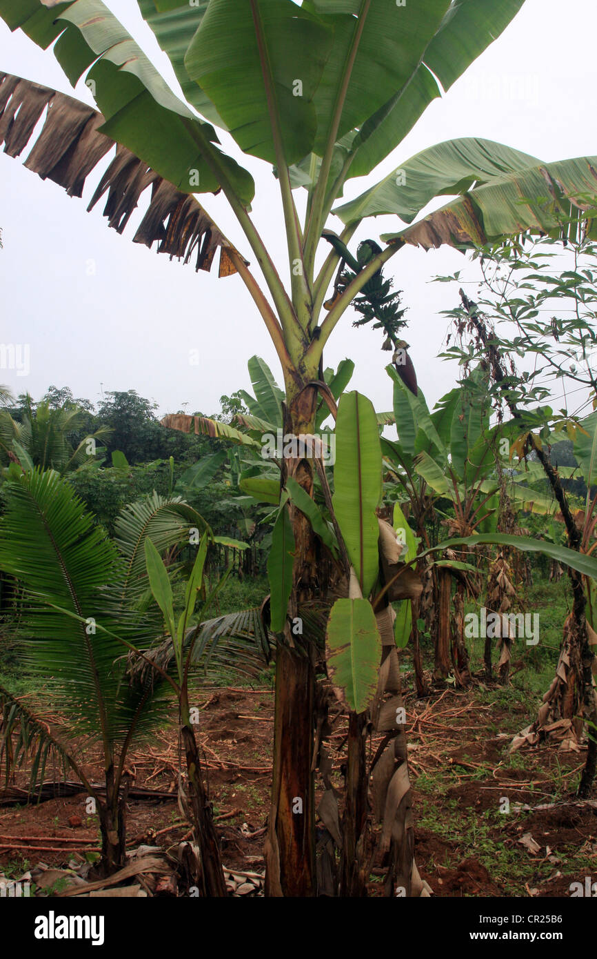 Agriculture field, Banana plant with banana, konni, kerala, India Stock