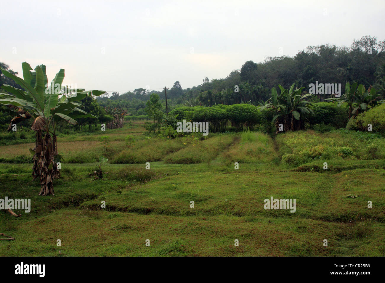 Agriculture field, konni, kerala, India Stock Photo Alamy