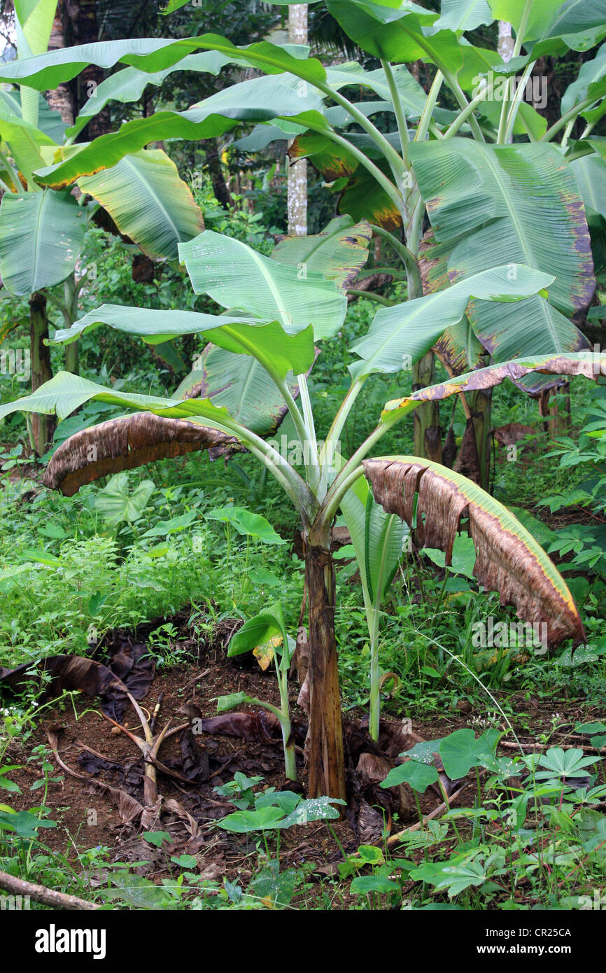Kerala banana hires stock photography and images Alamy