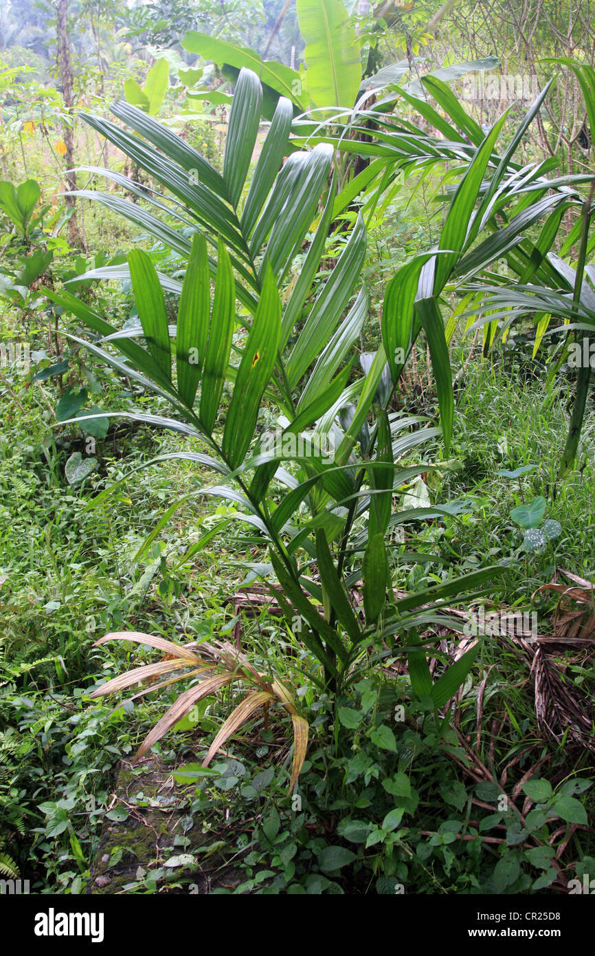 Areca palm (Areca catechu), which grows in much of the tropical Pacific ...