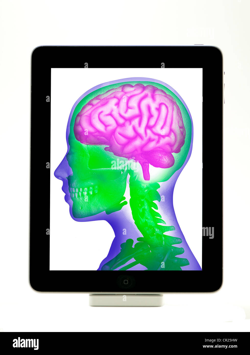 iPad showing an illustration of the human brain Stock Photo