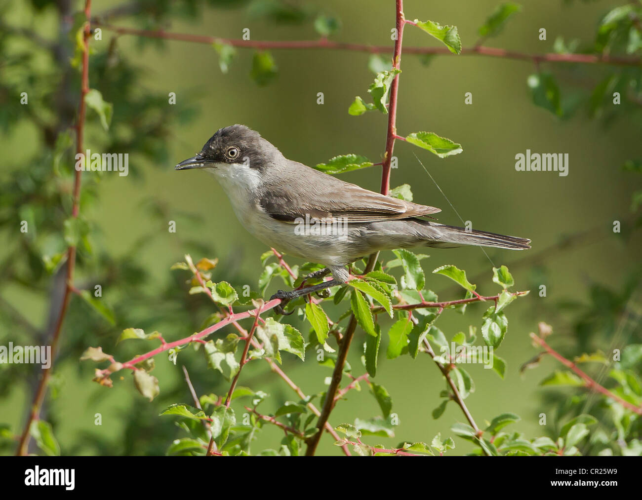 Orphean Warbler Eastern Race Sylvia hortensis ssp crassirostris Southern Turkey May in breeding plumage and on territory Stock Photo