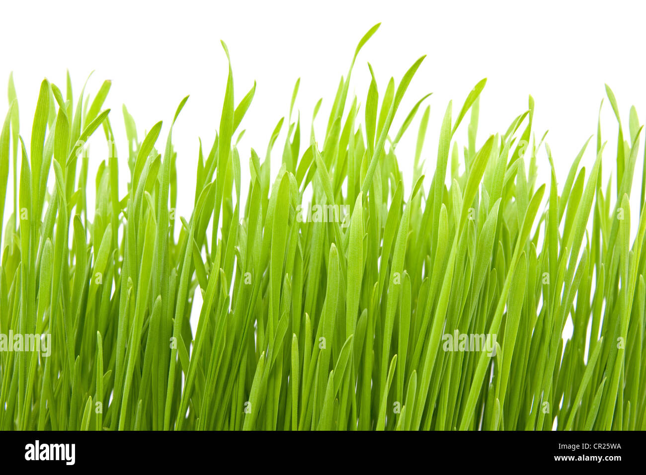 fresh spring green grass isolated on white background Stock Photo - Alamy