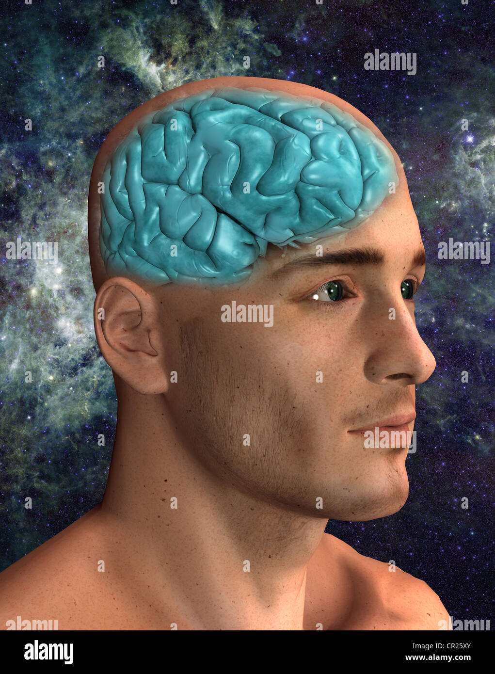 illustration of a human brain within a man's head Stock Photo