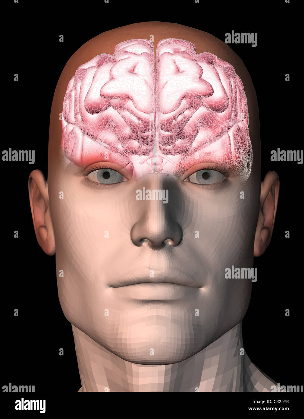 illustration of the human brain within a man's head Stock Photo Alamy