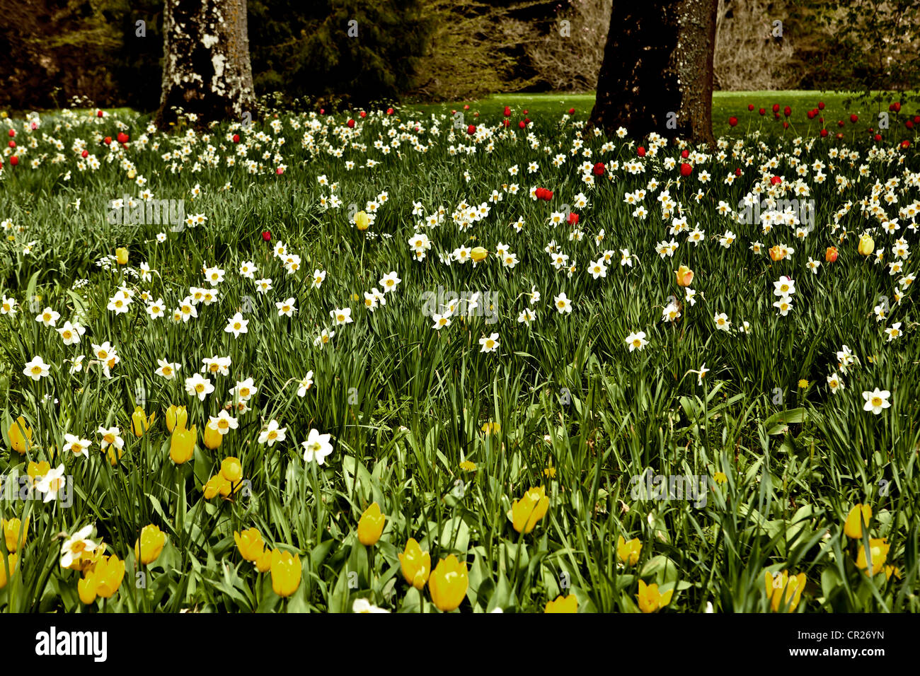 a field of flowers in spring with daffodils and tulips Stock Photo
