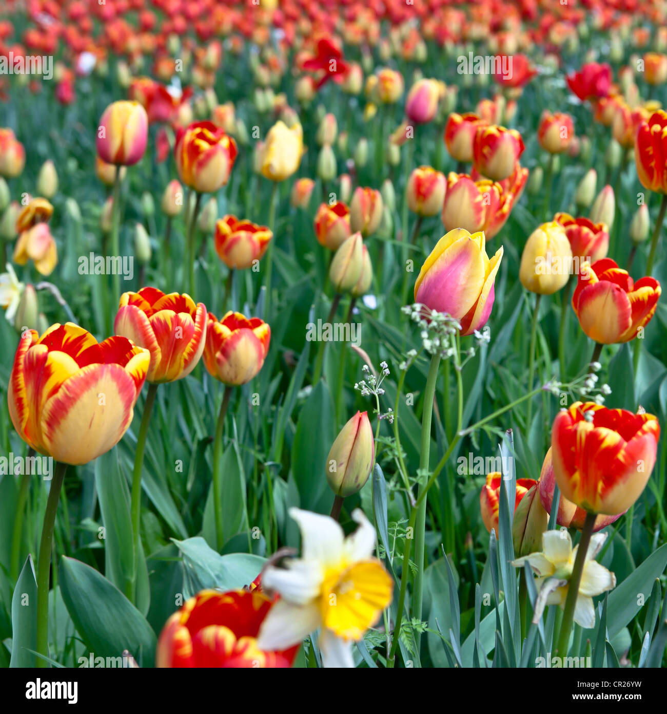 a field of flowers in spring with tulips Stock Photo - Alamy