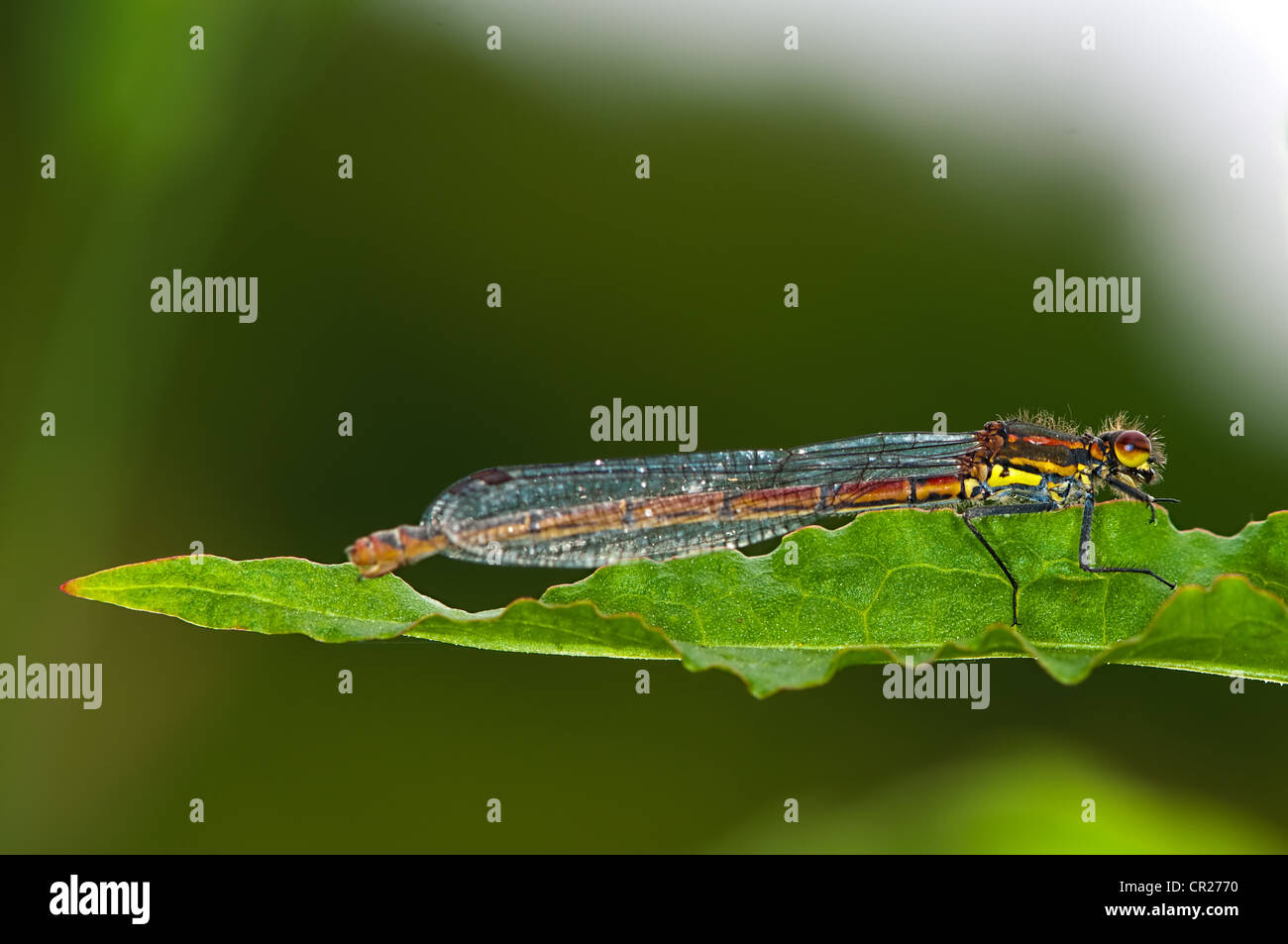 large red damselfly Stock Photo - Alamy