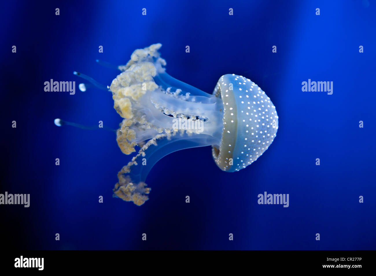a jellyfish while swimming Stock Photo