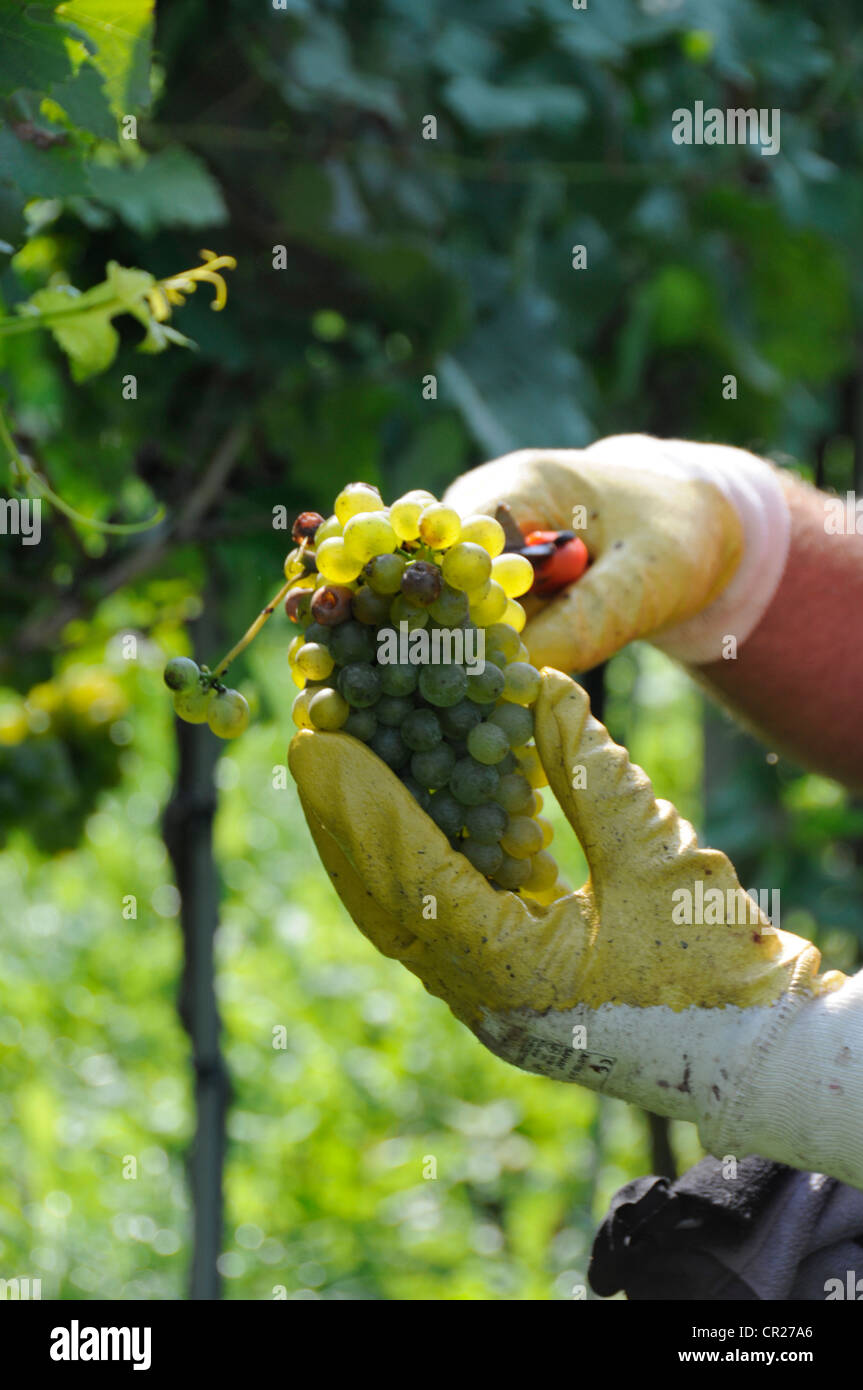 A grape picker collecting ripe white grapes in the wine-growing region of the Wachau valley in Lower Austria. Austria Stock Photo