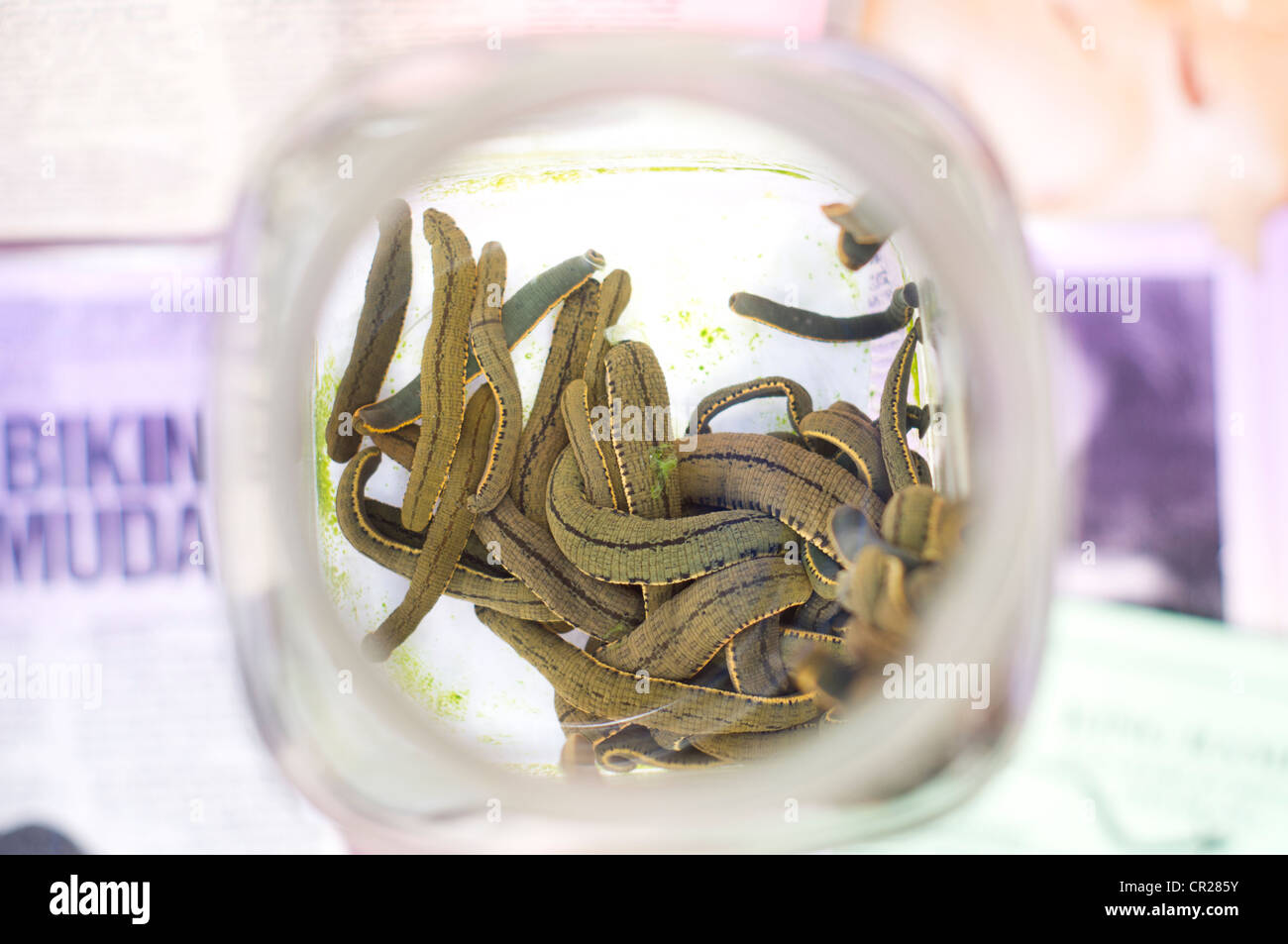 Medicinal leeches are for sale in jar, it is used as alternate therapy in Indonesia. Photo is taken at Sumatra of Indonesia. Stock Photo