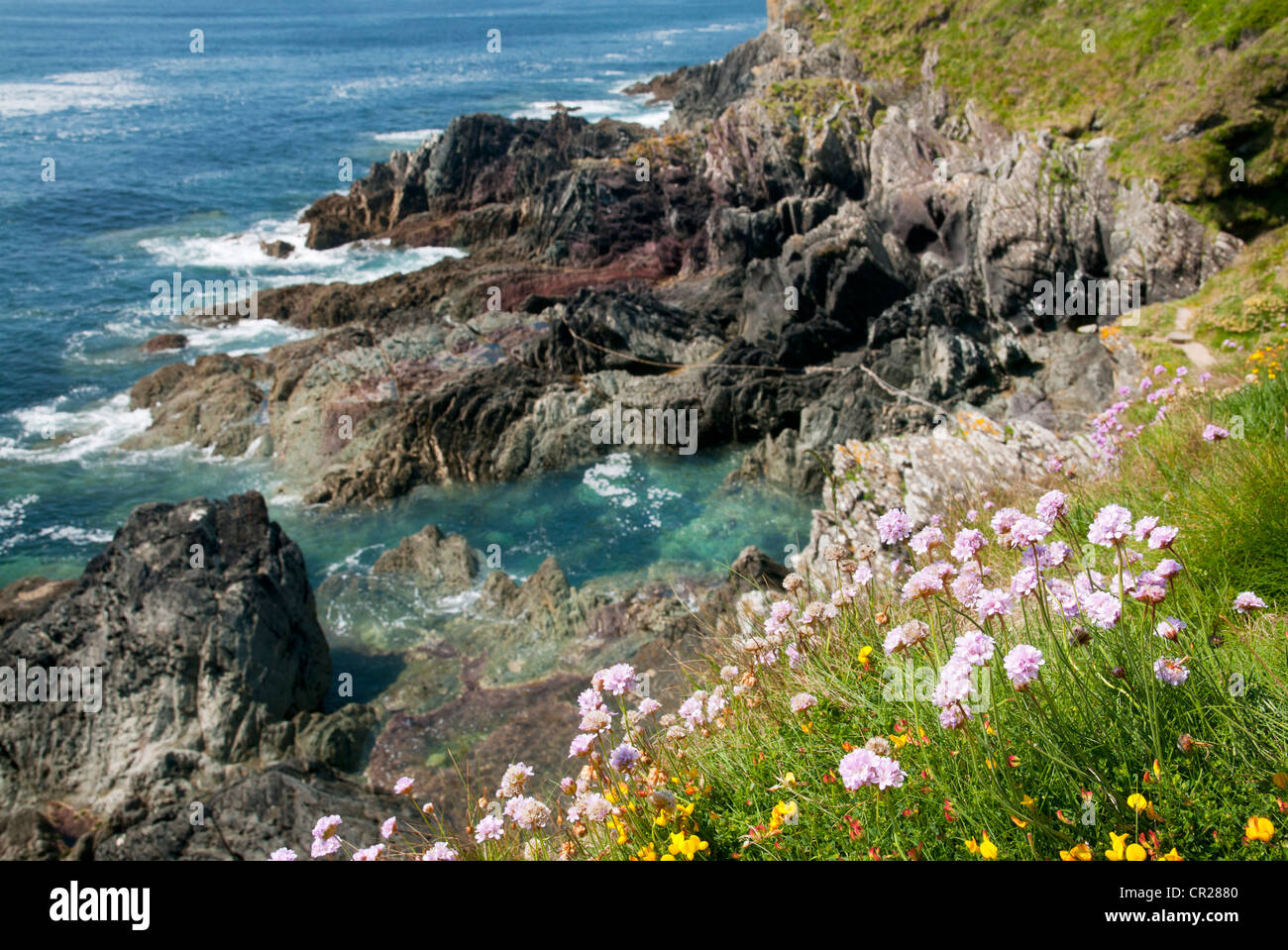 Sea pink or sea thrift plants growing on cliffs near Polperro, Cornwall, UK Stock Photo