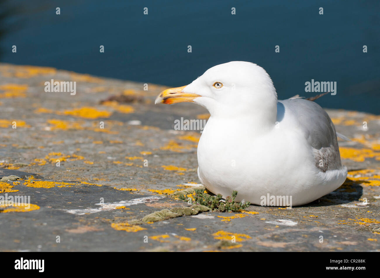 Seagull sat on sea wall on harbour at Polperro, Cornwall, UK Stock Photo