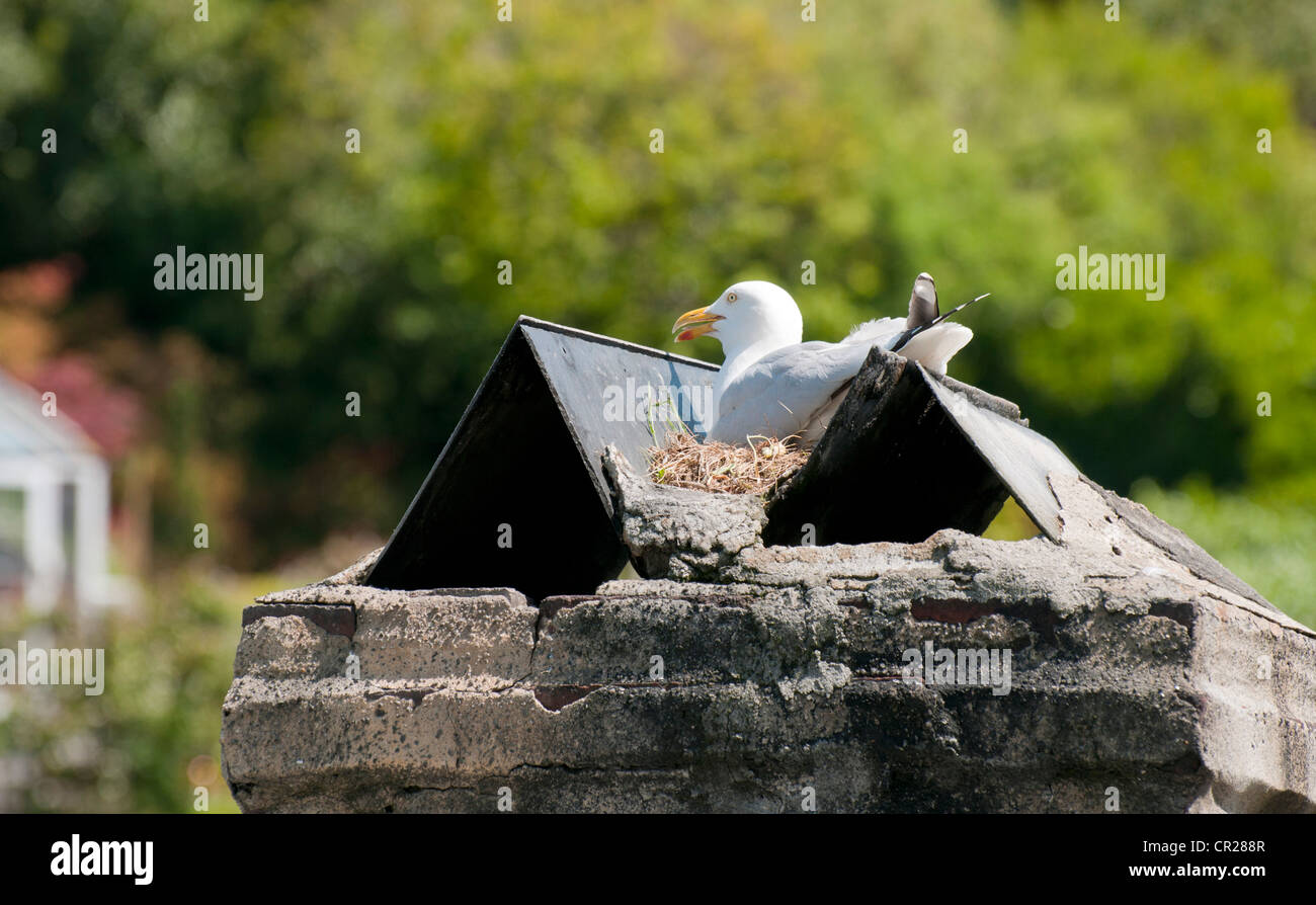 Seagull nesting on gap between chimney tiles in Polperro, Cornwall, UK Stock Photo