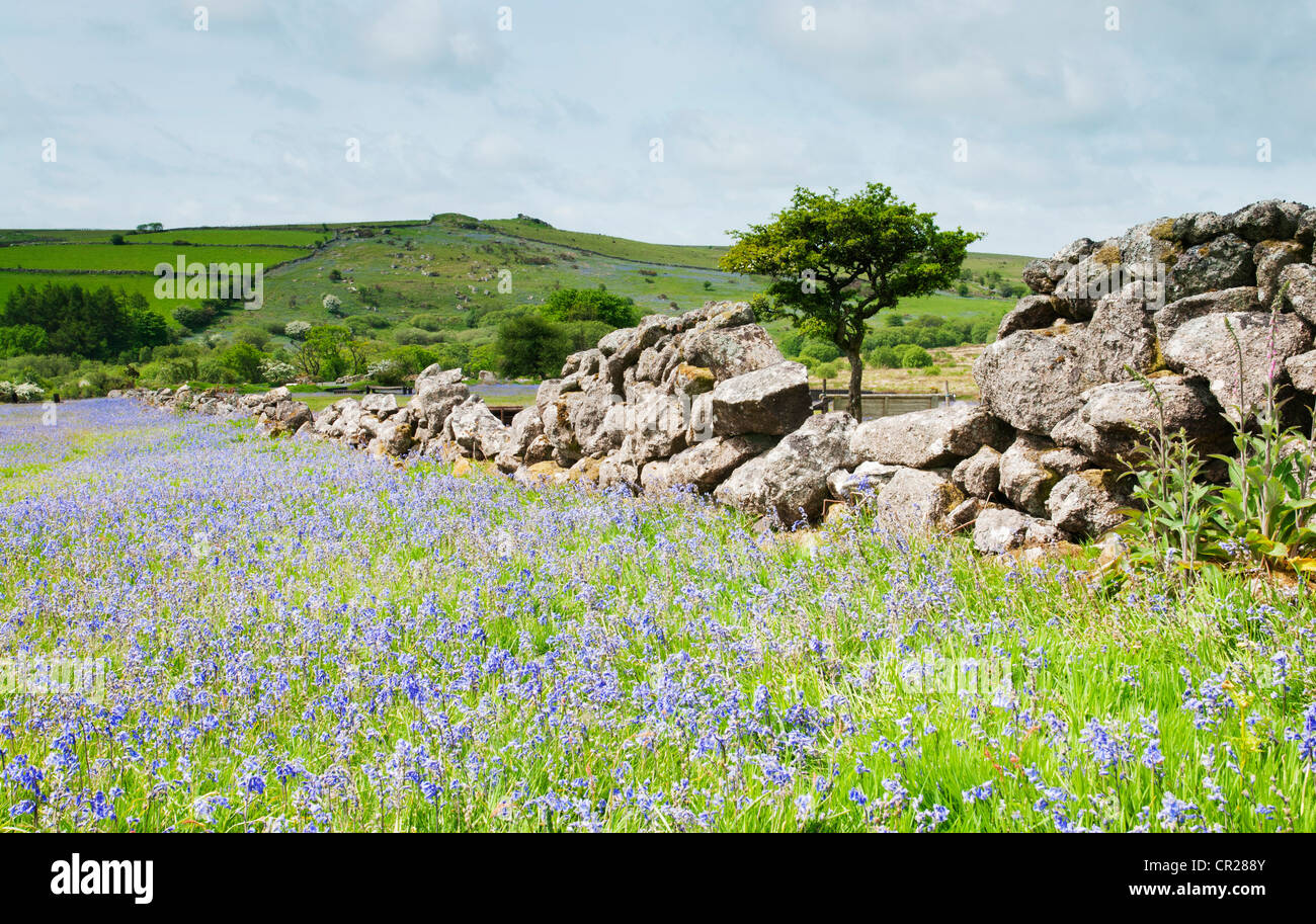 Bluebells beside a granite stone wall at Holwell Lawn, Dartmoor, Devon UK Stock Photo