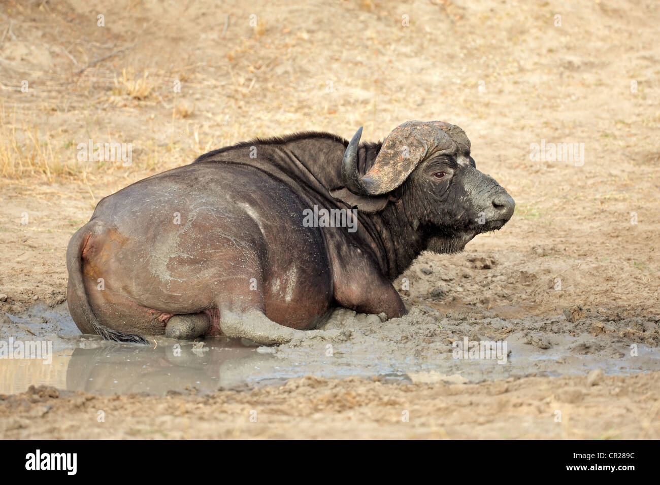 African or Cape buffalo bull (Syncerus caffer) taking a mud bath, South Africa Stock Photo