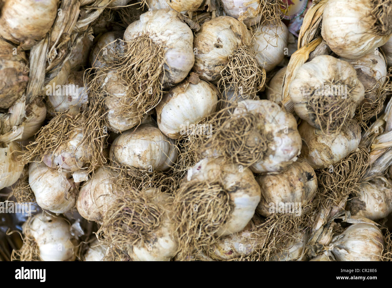Picture Onions High Resolution Stock Photography and Images - Alamy