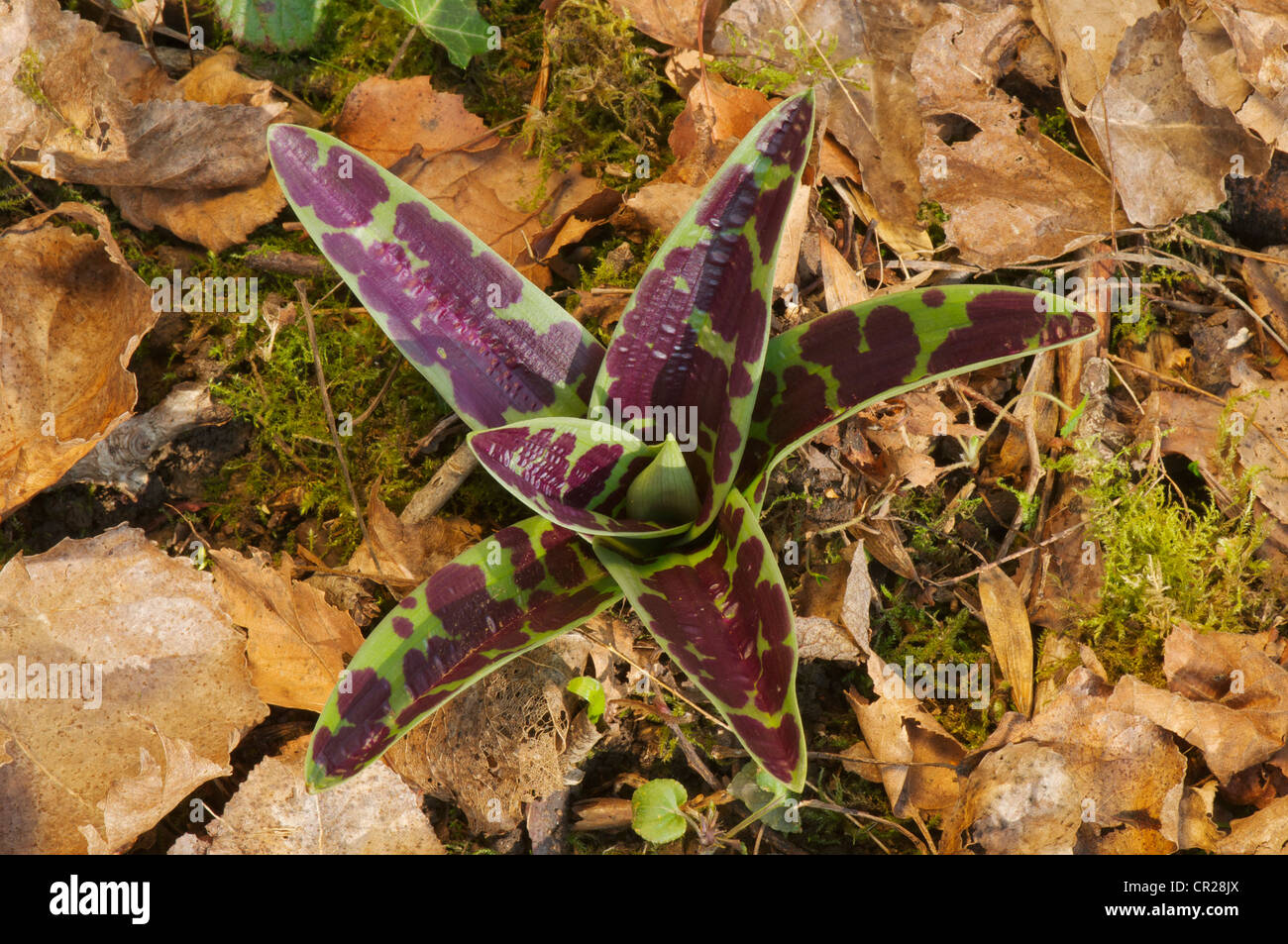 Early Purple Orchid leaves Stock Photo