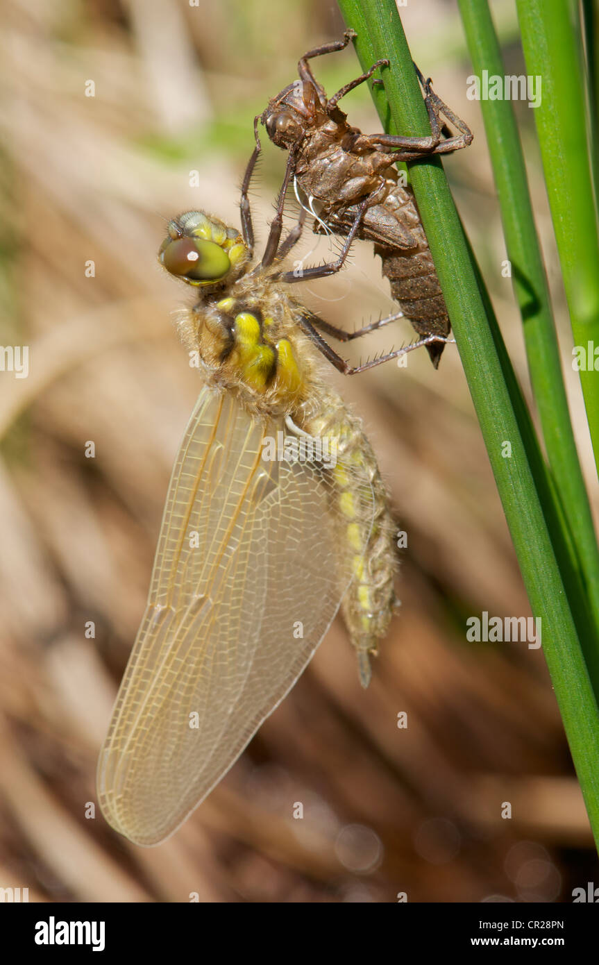 Four-spotted Chaser dragonfly hatching Stock Photo