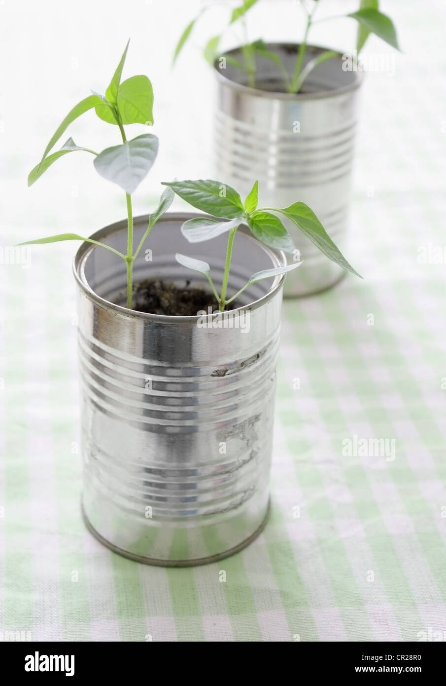 A small plant in a tin can Stock Photo