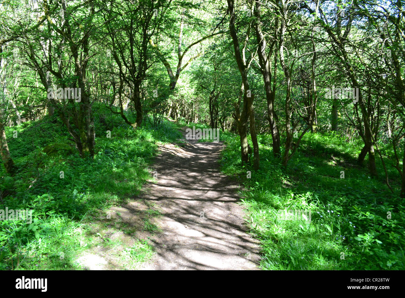 Shadows on the Trail. Stock Photo