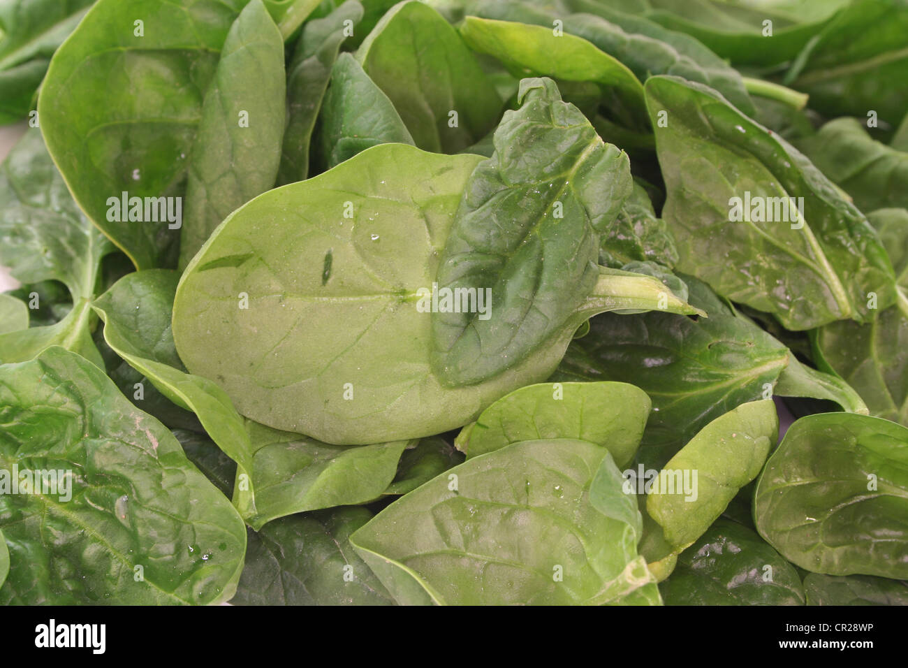 fresh green spinach leaves on a white background Stock Photo - Alamy