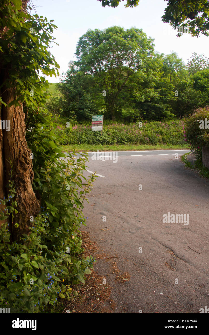 Woodland for sale sign on verge of Devon country road Stock Photo Alamy