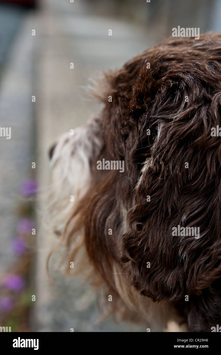 The side of a long haired dogs face as he gazes ahead Stock Photo