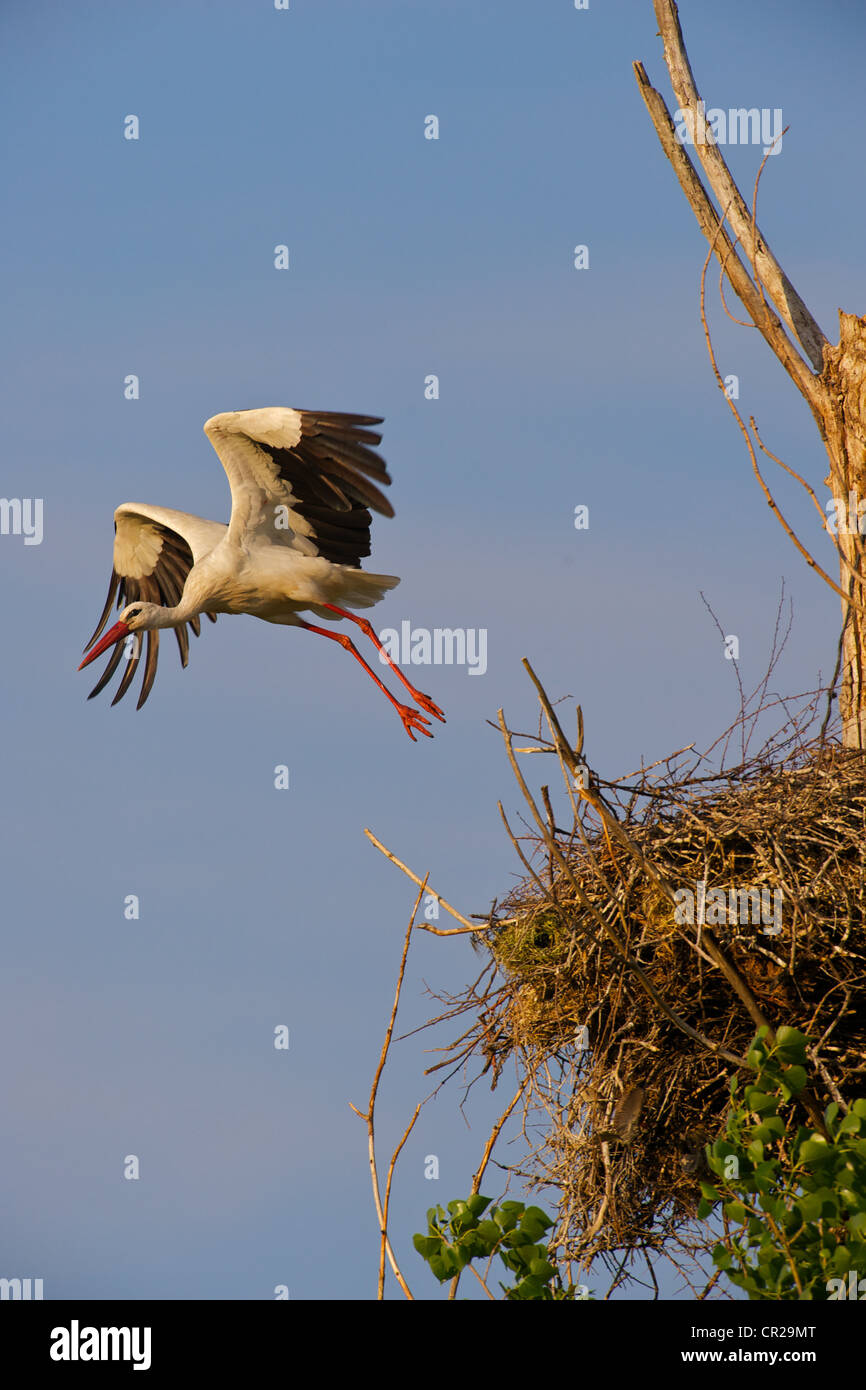 White Stork (Ciconia ciconia) taking off from its nest, in Monfrague, Spain Stock Photo