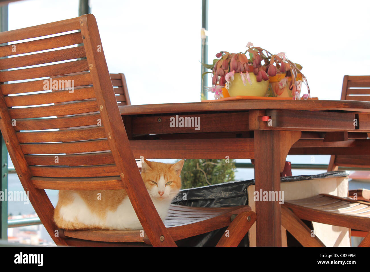 A ginger and white cat sitting on a chair in Madeira Stock Photo