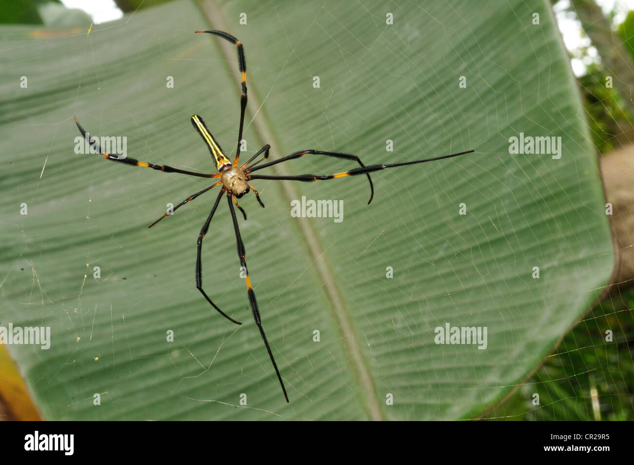 Giant wood spider Nephila maculata, Ceking, Bali, Indonesia, Asia Roberto Nistri spiders Aracnid Aracnidae horizontal Stock Photo