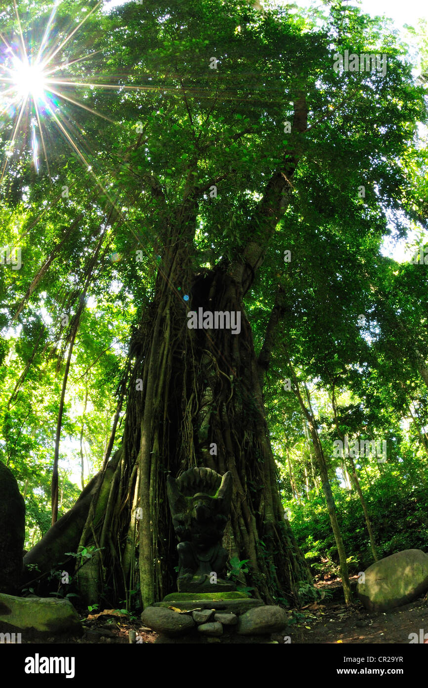 Three of Ficus benjamina, Moraceae, Ubud Monkey Forest, Ubud, Bali, Indonesia, Asia Stock Photo