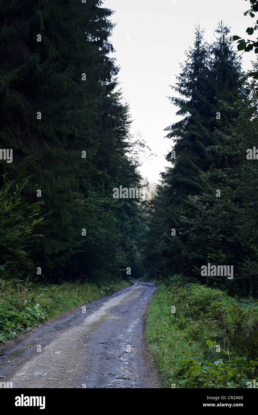 Rough forest road hi-res stock photography and images - Alamy