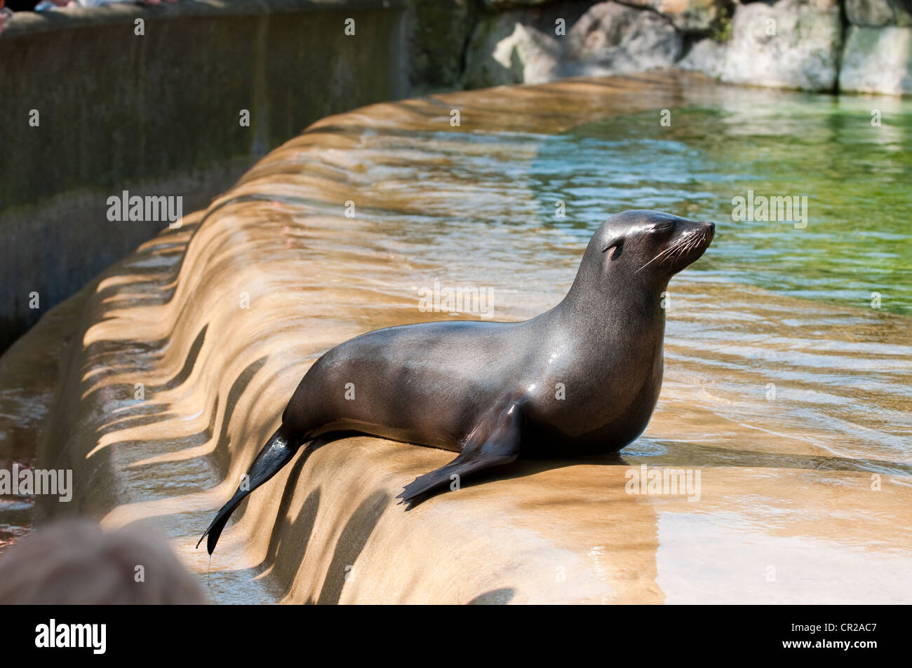 Sea cat at the Berlin Zoological Garden Stock Photo