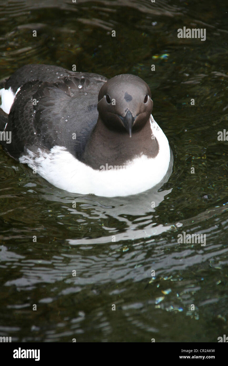 Common Murre [Uria aalge], Aquarium, Newport, Oregon coast Stock Photo
