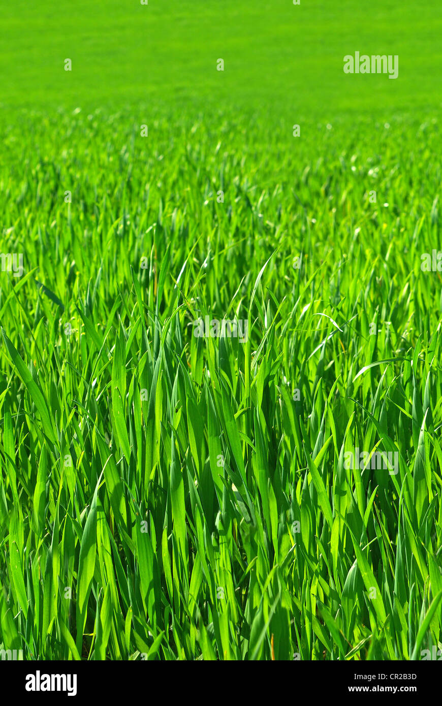 seamless grass pattern, can be tiled along the sides without leaving trace of the seam Stock Photo