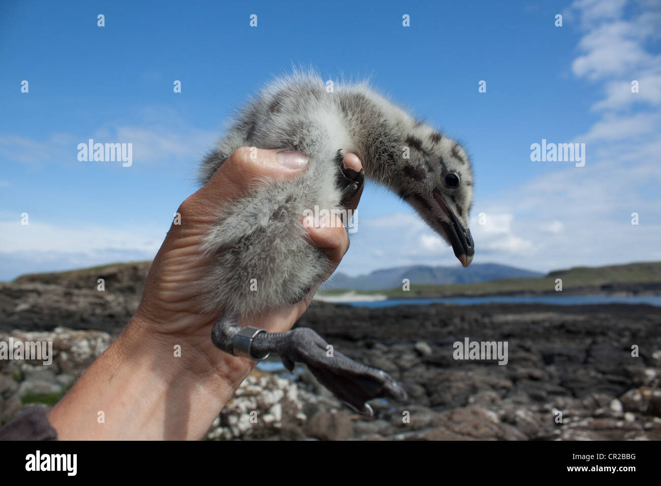 Herring Gull Larus argentatus chick caught by a bird ringer for
