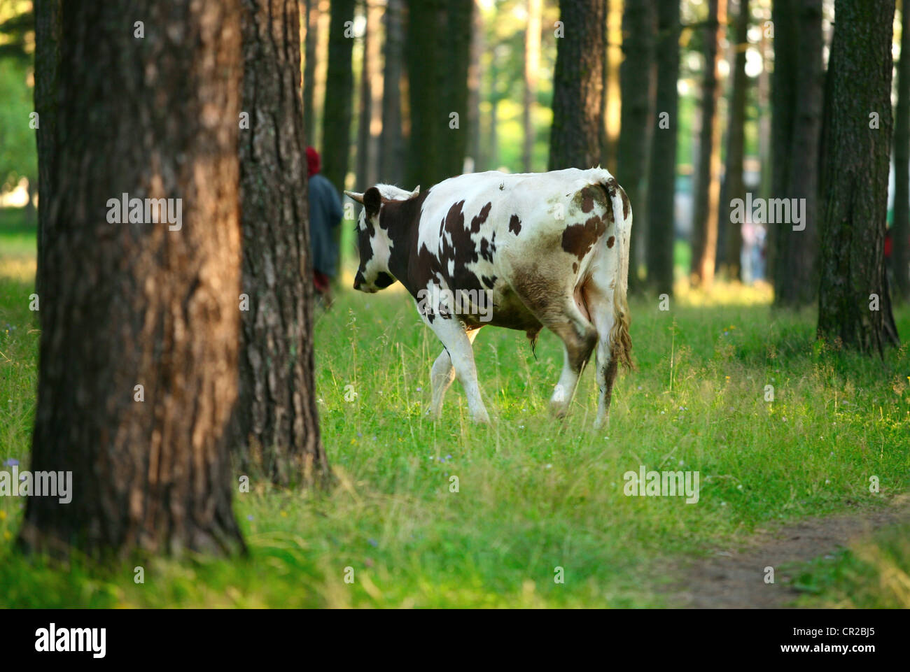 A black-white grazing cow in green meadow in forest Stock Photo - Alamy
