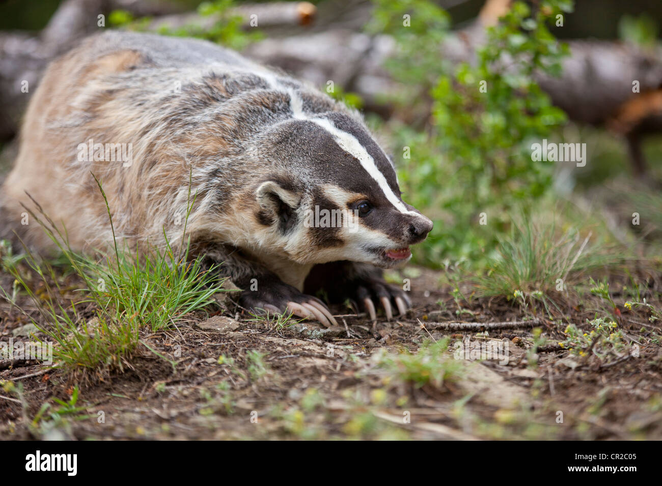Nth American Badger, Taxidea taxus Stock Photo