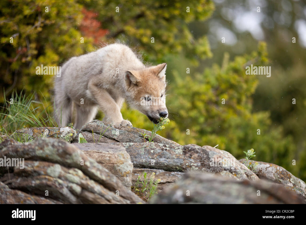 Coyote pup Stock Photo Alamy