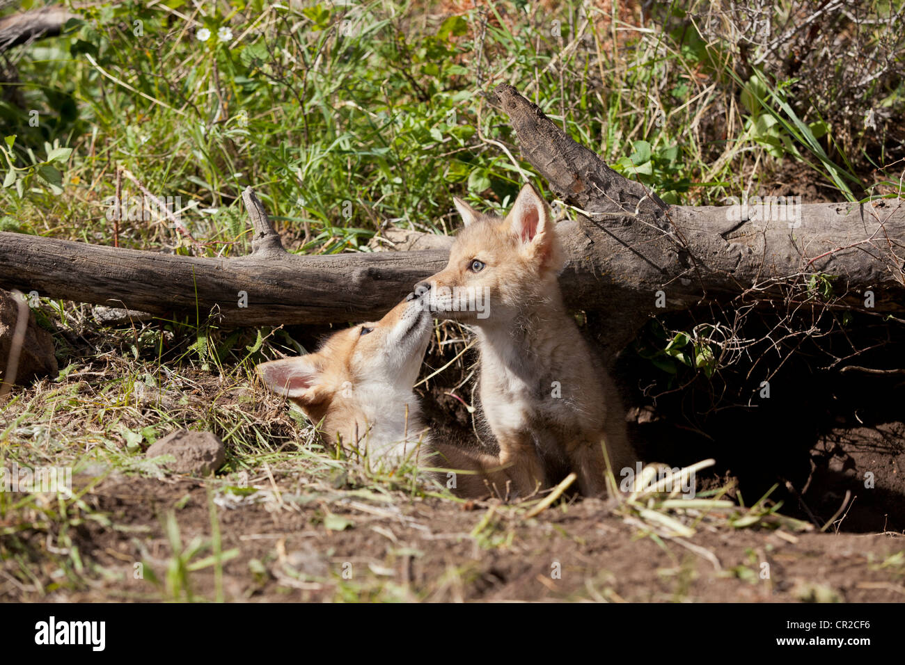 Two coyote pups Stock Photo