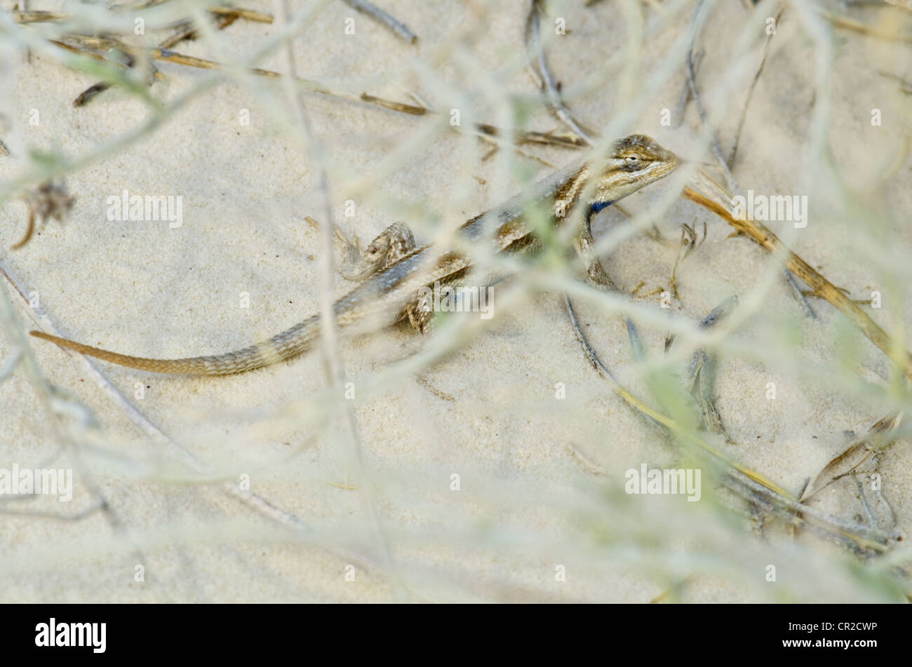 Southwestern Fence Lizard, (Sceloporus cowlesi), White Sands National Monument, Otero county, New Mexico, USA. Stock Photo